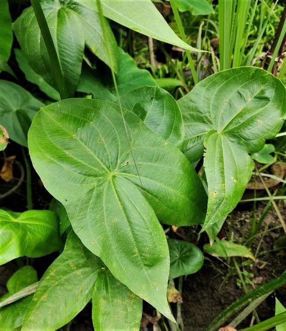 Sagittaria trifolia